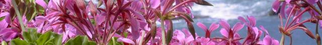 Kopfzeilen-Bild Blüten auf Teneriffa
